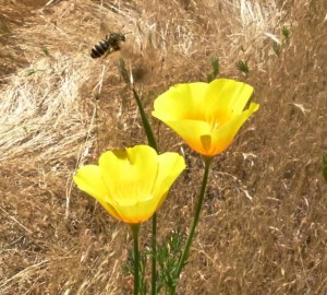 California Poppy