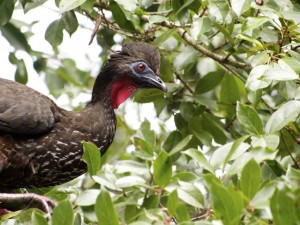 Click the Crested Guan to see the updated bird gallery.