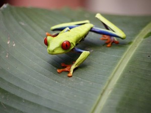 treefrog