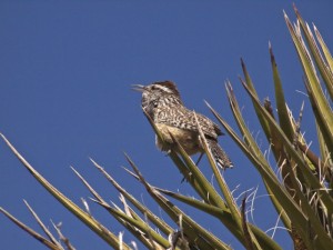 Click for images from Joshua Tree NP