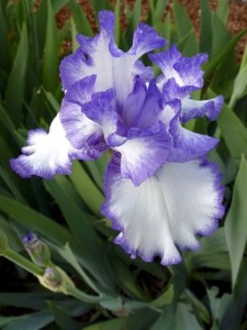 iris3