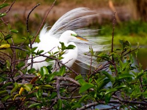 Click to view a collection of Florida birds.