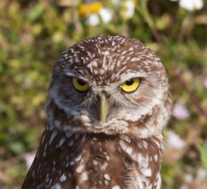 Click to view the growing collection of bird portraits.