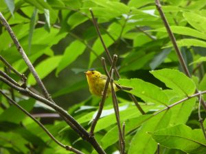 5wilsons_warbler