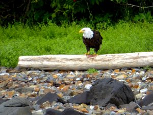 This eagle munched while we kayaked nearbywatching Humpback Whales munch.