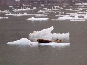 Harbor Seals breed safely in the shadow of calving glaciers.