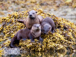 River Otters checking us out on the upper lagoon.Click for more images from this visit.