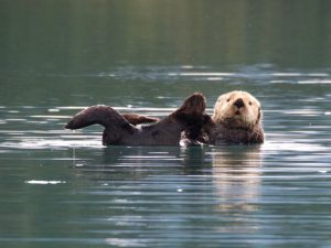 River Otters on the upper lagoon.Click for more images from this visit.