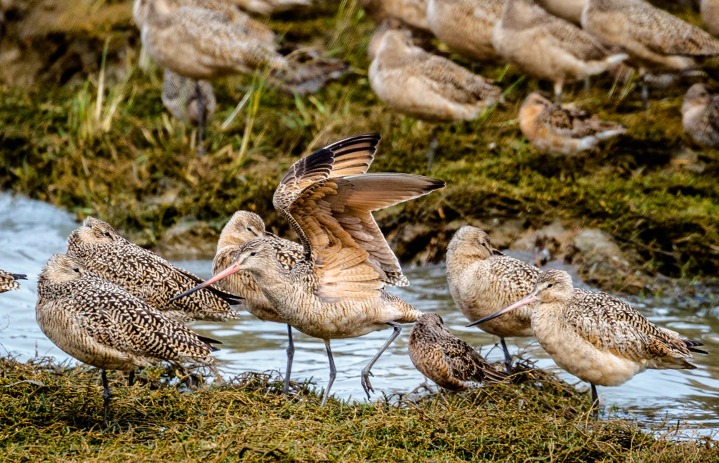 marbled godwit bird