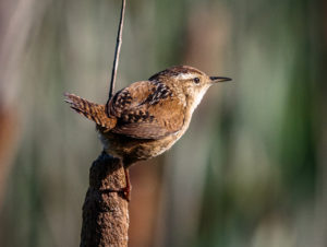 Marsh Wren observed in the Humboldt Bay National Wildlife Refuge.