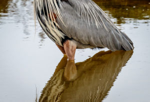 blue heron detail