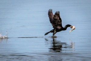 double-crested cormorant