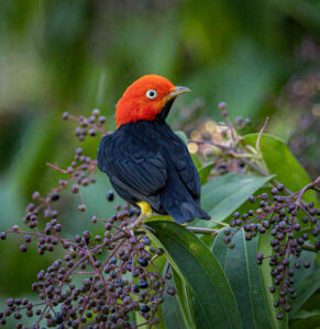 Red-capped Manakin